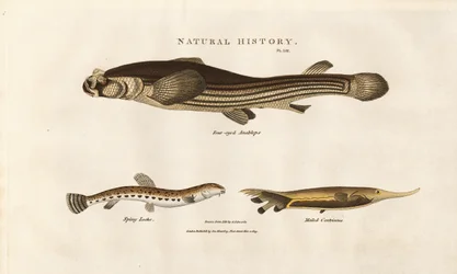 Trois espèces de poissons inhabituelles