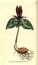 Trille sessile ou toadshade, Trillium sessile. Gravure sur cuivre coloriée à la main d