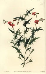 Chorozema triangulaire