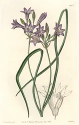 Triteleia ou brodiacea lâche (illustration de Sarah Anne Drake)