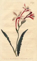 Tritonia à feuilles frisées
