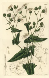 Musc-succory à feuilles de navet, Moscharia pinnatifida (illustration de Sarah Drake, gravure de S. Watts)