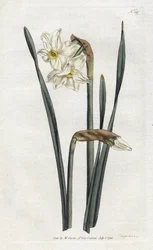 Narcisse à deux fleurs