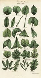 Types de feuilles de plantes