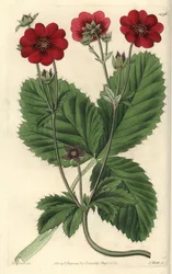 Variété de Potentille (illustration de M. Hart, gravure de S. Watts)