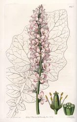 Francoa à feuilles laiteuses, endémique au Chili