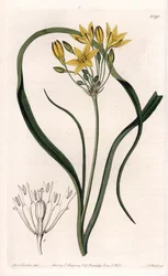 Variété de Triteleia ou brodiaea, à fleurs jaunes, originaire de Californie - Gravure de S. Watts, d