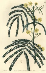 Variété d