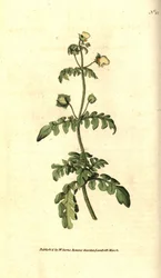 Variété de calceolaire - Calceolaria pinnata