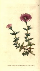 Variété de ficoïde - Mesembryanthemum barbarum. Gravure à la main en couleur d