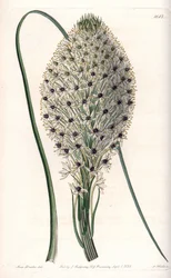 Variété de liliacée (Helonias asphodeloides)
