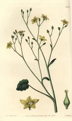 Variété de villarsia, endémique d