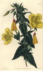 Variété d