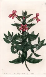 Variété de mimule (fleur de singe ou de musc) Planche gravée par S. Watts, d