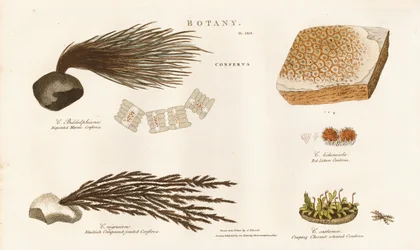 Diverses espèces d