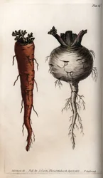 Racines de légumes : carotte et navet