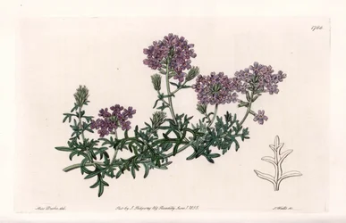 Verveine multifide