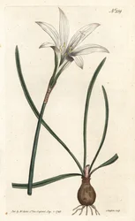 Amaryllis de Virginie - Lis d
