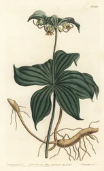 Médéole de Virginie