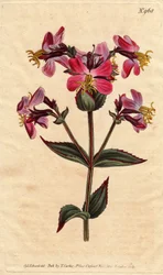 Rhexia de Virginie, avec fleurs roses et mauves