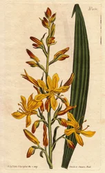 Wachendorfia thyrsiflora