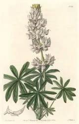 Lupin à fleurs blanches (Lupinus microcarpus), originaire de Californie (illustration de Sarah Anne Drake)
