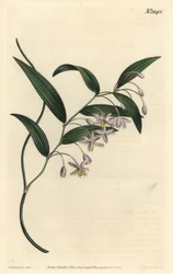 Eustrephus latifolius