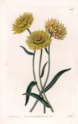 Xerochrysum Variete, endémique en Australie - Gravure par S.Watts, d
