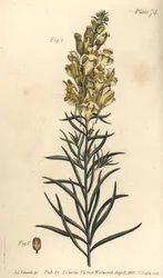 Linaire jaune ou muflier, Antirrhinum majus, Angiospermia