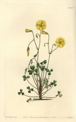 Oxalis jaune, Oxalis micrantha