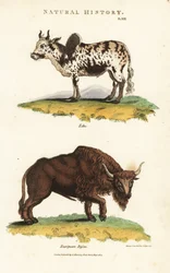 Zébu et bison