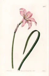 Zephyranthes hybride variété