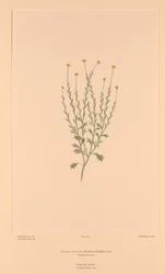 Florilège de Banks, Planche 159 Calotis Lappulacea