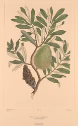 Florilège de Banks, Planche 284 Banksia Integrifolia