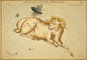 Bélier et Musca Borealis, Illustration de 
