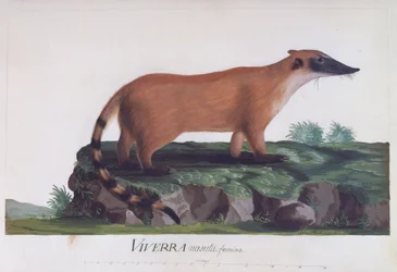 Femelle de Viverra nasuta, gravure en couleur par Sidney Parkinson