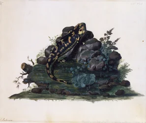 Salamandre, aquarelle