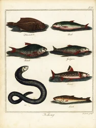 Pêche : flet, chevesne, gardon, goujon, omble, anguille, loche. 1792