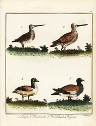 Gibier à plumes : bécassine, bécasse, canard sauvage et canard siffleur. 1792