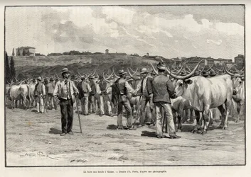 La foire aux bœufs à Sienne (Italie). Gravure de Taylor pour illustrer l