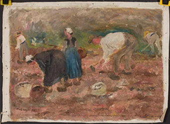 Récolte de pommes de terre