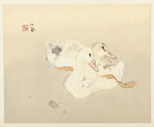 Jeunes canards