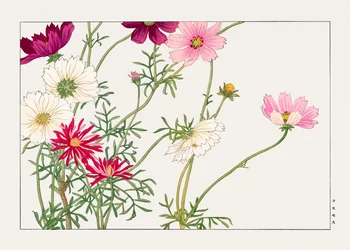 Fleur de cosmos de "Seiyou Sokazufu"