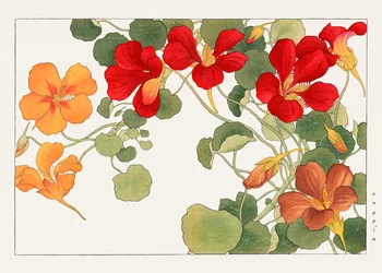 Fleur de capucine de "Seiyou Sokazufu"
