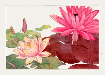 Nymphaea lotus from "Seiyou Sokazufu"