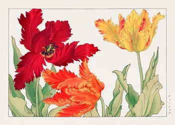 Tulipe perroquet de "Seiyou Sokazufu"