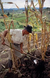 Benigno Marin, un fermier, travaillant dans un champ en Colombie