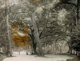 Arbres centenaires dans le parc de Shimogamo, Kyoto, vers 1900 - 1915 (photographie)