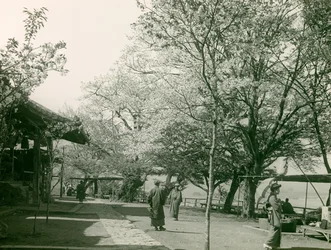 Cerisiers en fleurs dans la ville d