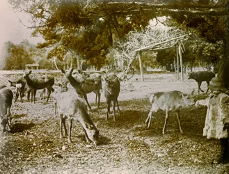 Daim en liberté à Nara, vers 1900 - 1915 (photographie)